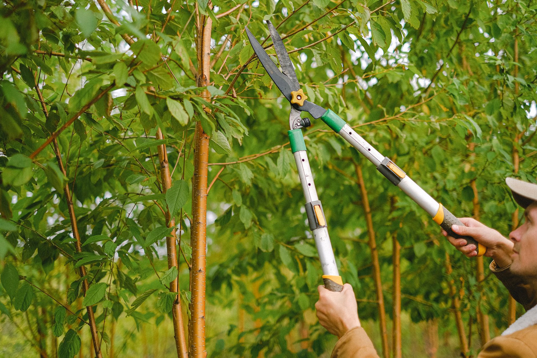Patriot Plants And Trees at work
