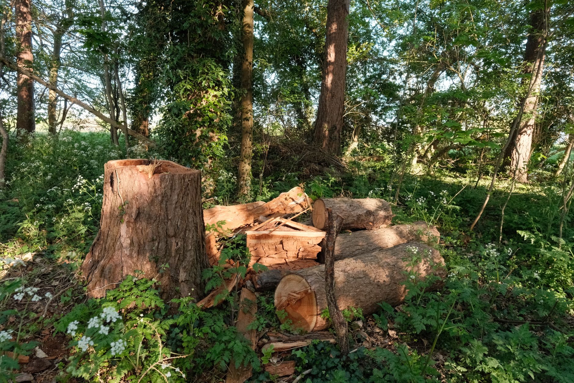 Tree Removal – Cibolo