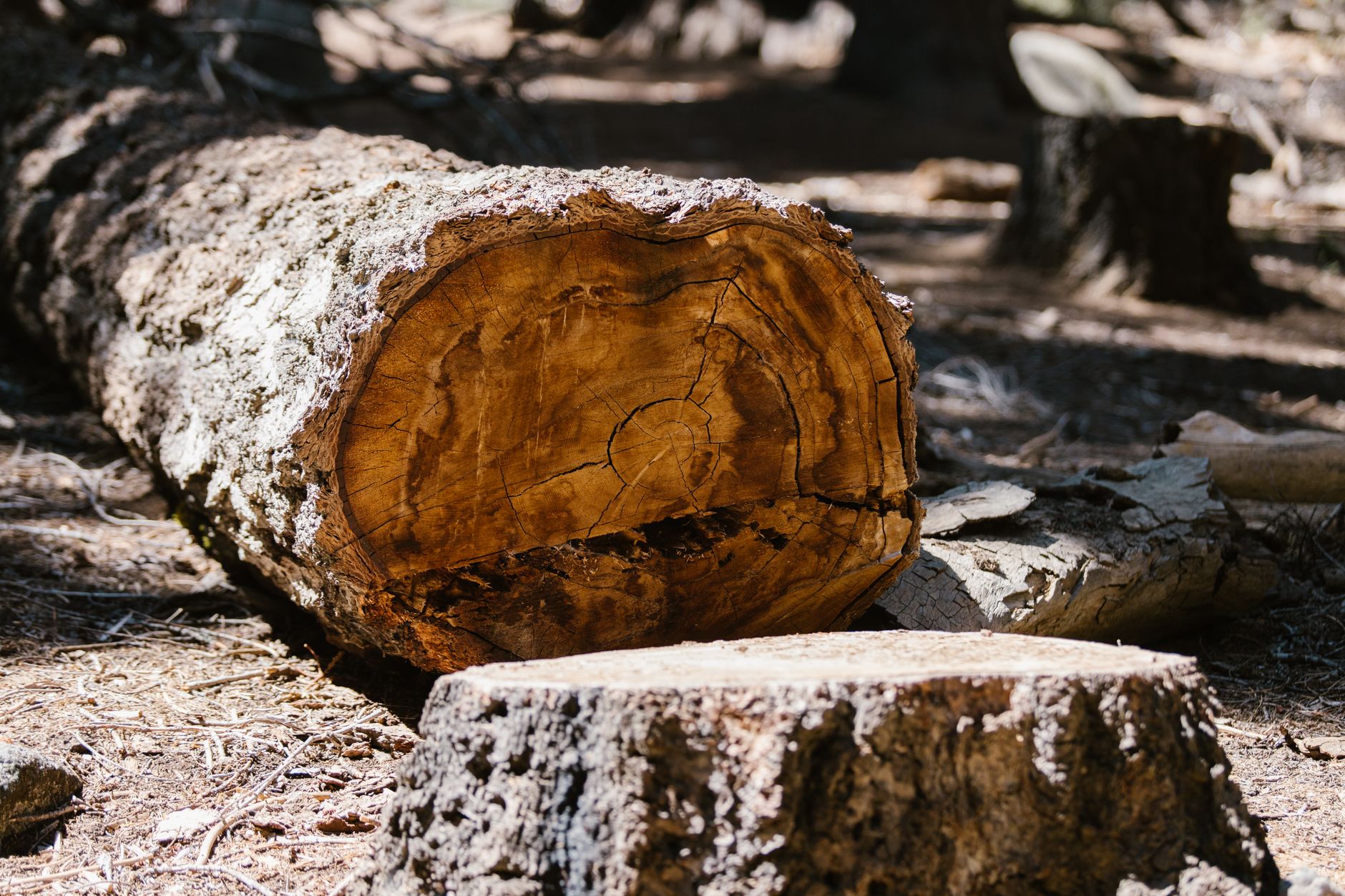 Crown Trimming – Cibolo