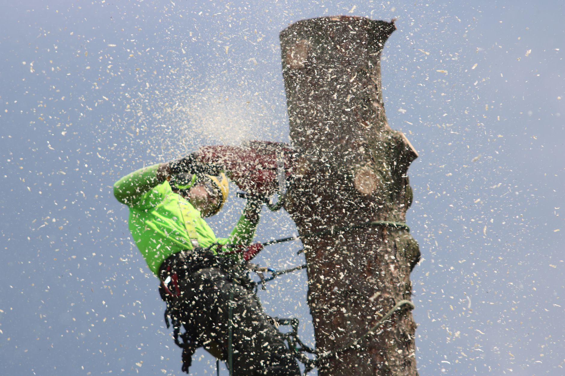 Stump Grinding – Cibolo