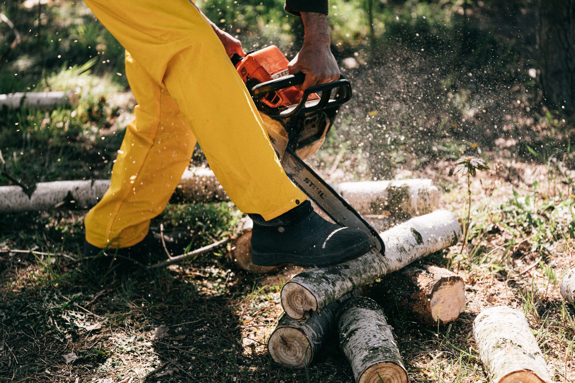 Deadwood Pruning – Cibolo